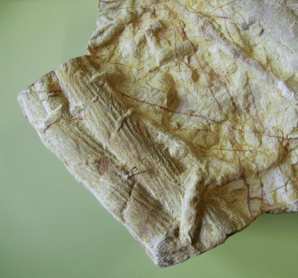 Cruziana, fossil trails of Trilobites. Extremadura, Spain. Specimen provided by Jaime Romero. From Wikimedia Commons