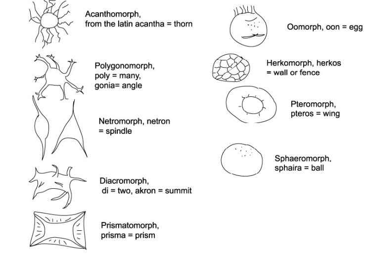 Diagram showing the different group of Acritarchs. Imagen from UCL.