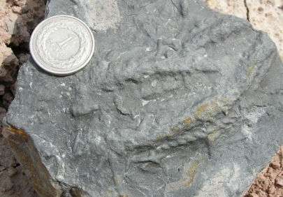 Rusophycus (the resting trace of trilobite) from the Upper Cambrian of Poland. From Wikimedia Commons