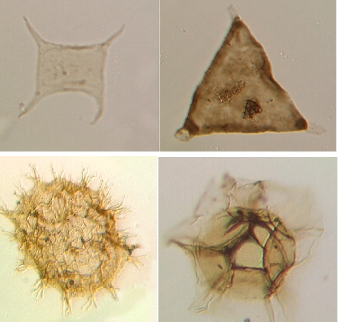 Some acritarchs showing the diversity of forms within the group. Images from UCL.