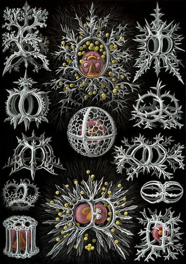 Ernst Haeckel's ''Kunstformen der Natur'' (1904), showing Radiolarians of the order Stephoidea. From Wikimedia Commons.