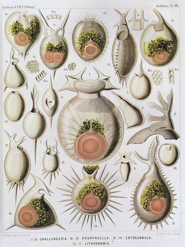 Radiolaria illustration from the Challenger Expedition 1873–76. From Wikimedia Commons.