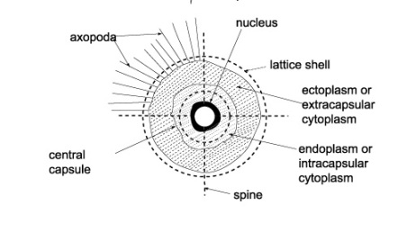 Diagrammatic cross-section of a radiolarian. Image from UCL.