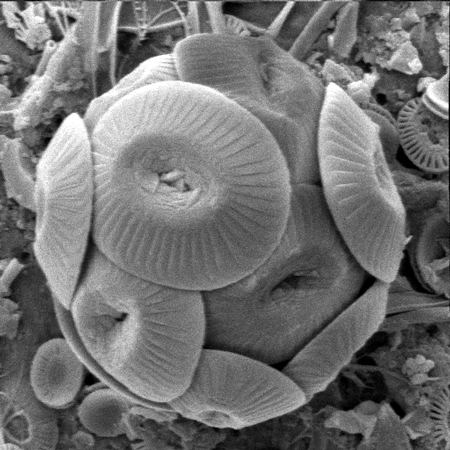 Coccolithus pelagicus (Wallich, 1871) Schiller, 1930 Lower Palaeocene-Recent. From UCL