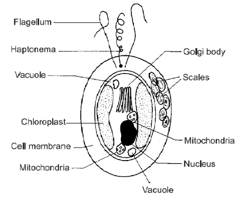 Diagram of a living coccolithophore cell