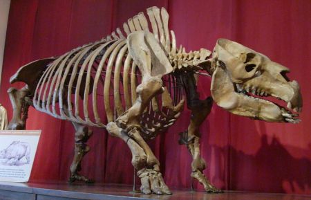 Fossil Toxodon on display at Bernardino Rivadavia Natural Sciences Museum.