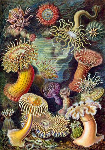 Sea Sponges, Sponges Art, Art Sponges, Sponges Sea, Haeckel Art, Sea Art,  Art Sea, Ernst Haeckel, Haeckel Ernst, Haeckel Drawing, Sea Decor 