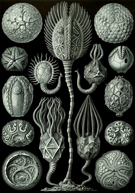 E. Haeckel's Kunstformen der Natur (1904), plate 90: Cystoidea. From Wikimedia Commons