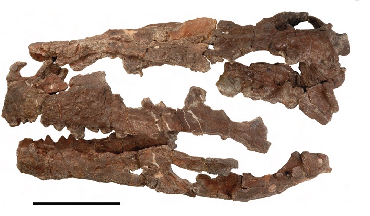 Skull of Herrerasaurus ischigualastensis (Sereno, 2013)