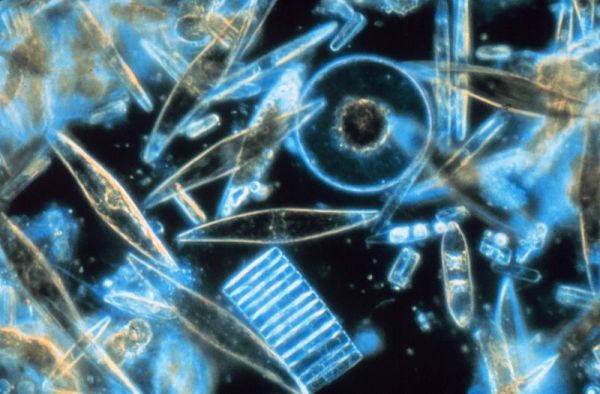 Diatoms living between crystals of annual sea ice in McMurdo Sound, Antarctica. From Wikimedia Commons.