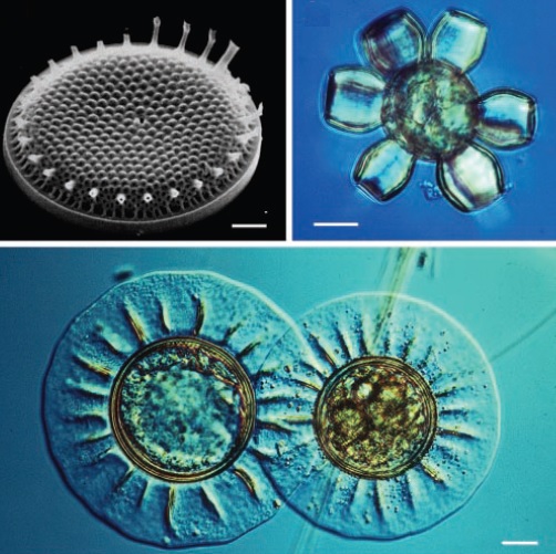 Фитопланктон вес. Thalassiosira weissflogii. Сапфириды фитопланктон. Фитопланктон миксотрофы. Фитопланктон электромикроскопия.