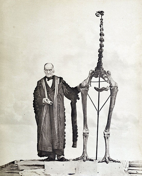 Richard Owen stands next to the largest of all moa, Dinornis maximus (now D. novaezealandiae). From Wikimedia Commons.
