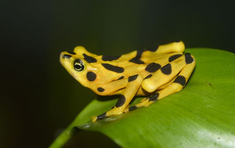 The Panamanian golden frog (Atelopus zeteki). Credit: Brian Gratwicke. From Wikimedia Commons