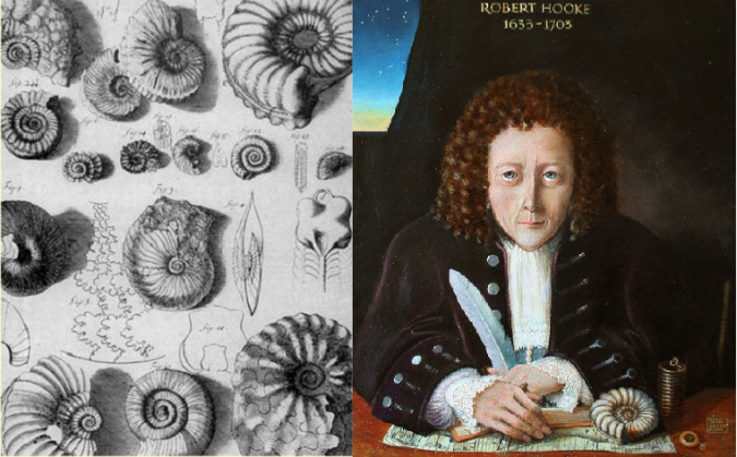 Ammonite fossil illustrations drawn by Robert Hooke (‘Discourse on Earthquakes’ from 1703). 