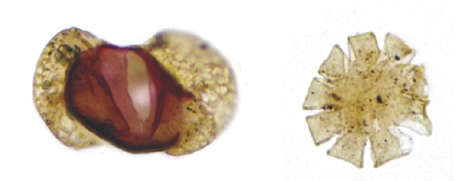 Two examples of grains pollen from the Lopez de Bertodano Formation: Podocarpidites sp. (left) and Nothofagidites asperus (right)