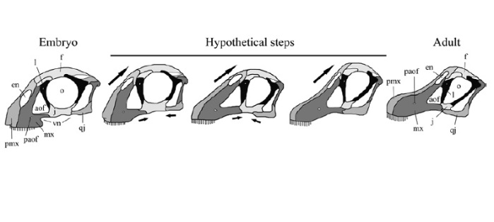 Ontogenetic variation in titanosaurian skull morphology. From García et al, 2014.