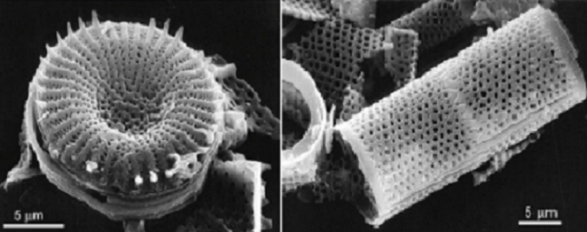 Diatomites of the genera Stephanodiscus and Aulacoseira. (From Kingston et al., 2007)