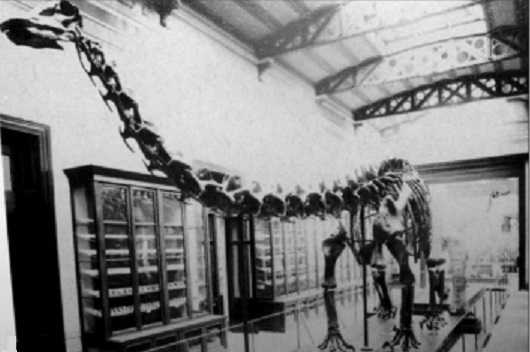 Diplodocus carnegii at the Museo de La Plata, 1912 (From Otero and Gasparini, 2014)