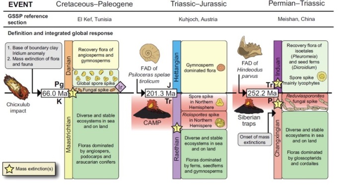 Schematic illustration comparing the three extinction events analized (From Vajda and Bercovici, 2014)