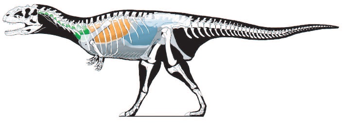 Reconstruction of pulmonary components [cervical air-sac system (green), lung (orange), and abdominal air-sac system (blue)] in the theropod Majungatholus (From Xu et al., 2014)