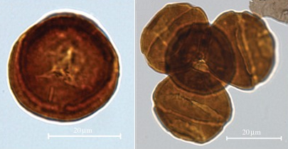 Light-microscope photographs of Classopollis pollen from the Late Triassic (Image adapted from Kürschner et al., 2013).
