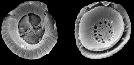 Coccolithus bownii and Toweius pertusus