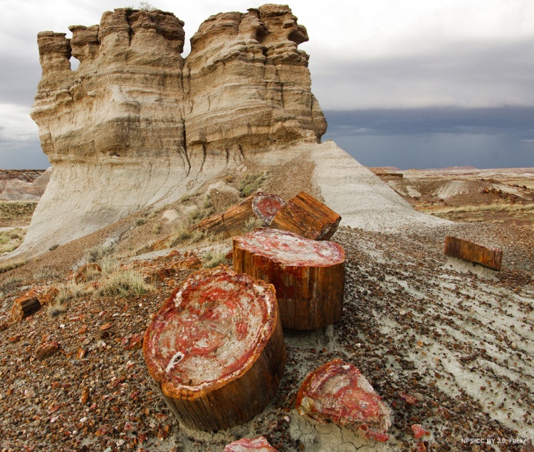 The Late Triassic Petrified Forest Member of the Chinle Formation (Photo from AASG)