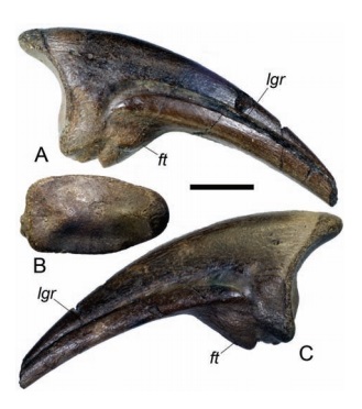 Pedal ungual phalanx of Kileskus aristotocus. Abbreviations: ft – flexor tubercle; lgr – lateral groove. Scale bar = 1 cm (From Averianov et. al.; 2010)