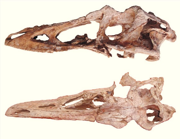 Skull of Qianzhousaurus sinensis (Image credit: Junchang Lü et al.)