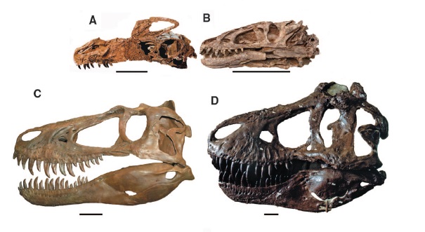 Skulls of the basal tyrannosauroids Guanlong (A), Dilong (B); Skulls of juvenile (C) and adult (D)Tyrannosaurus. (Adapted from Brusatte et. al., 2010)