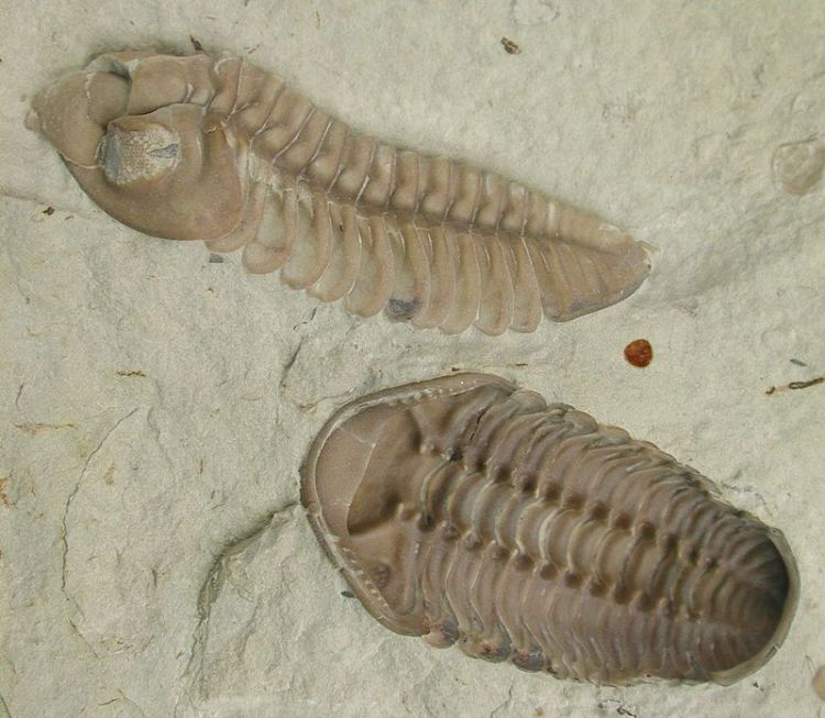 The trilobite Kainops invius, in lateral and ventral view. From Wikimedia Commons