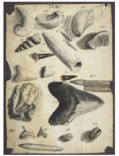 Hooke's drawing of fossil bivalves, brachiopods, belemnites, shark teeth and possibly a reptilian tooth (Copyright © The Royal Society)