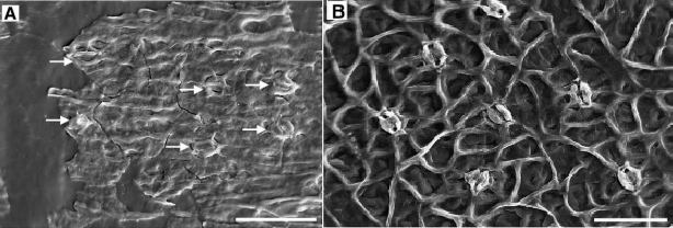 A) Scanning electron microphotographs of fossil Ginkgo adiantoides cuticle showing stomata (arrows) and epidermal cells. B) Scanning electron microphotographs of modern Ginkgo biloba cuticle.