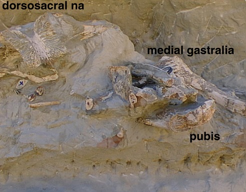 Different appendicular elements of Murusraptor in their original burial positions (From Coria et al., 2016)