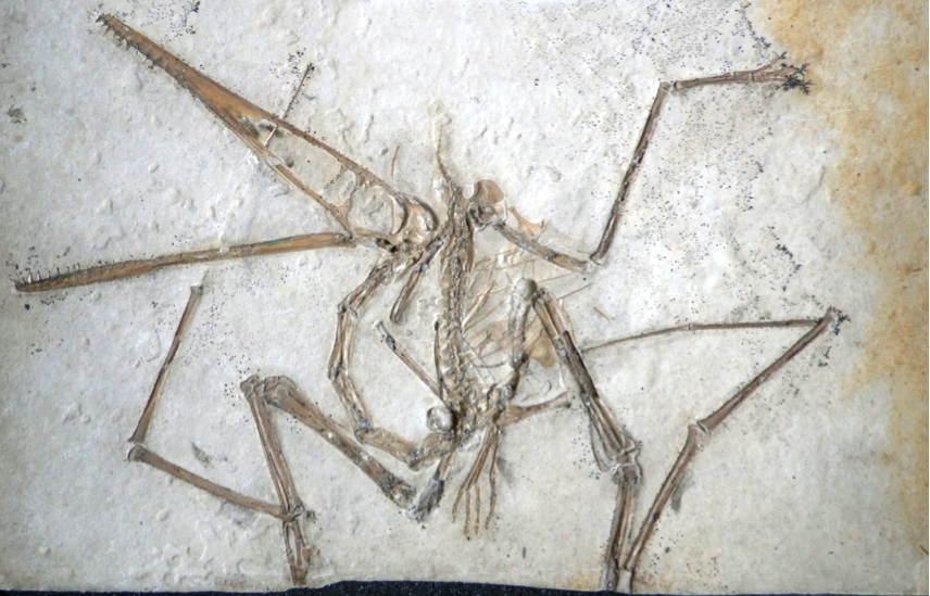 Holotype specimen of Pterodactylus antiquus,