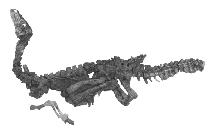 eoraptor-skeleton