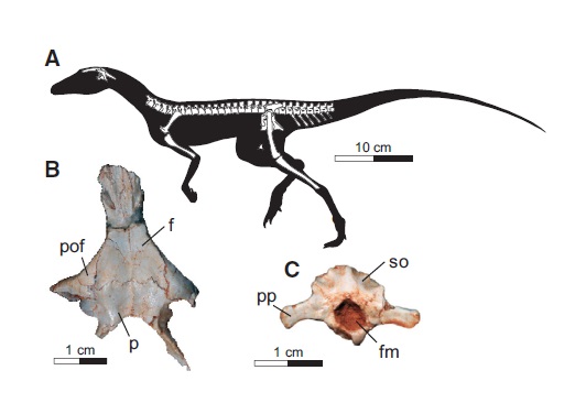 A: Skeletal reconstruction of Ixalerpeton polesinensis. B: Skull roof. C: Braincase. (Adapted from Cabreira et al., 2016)