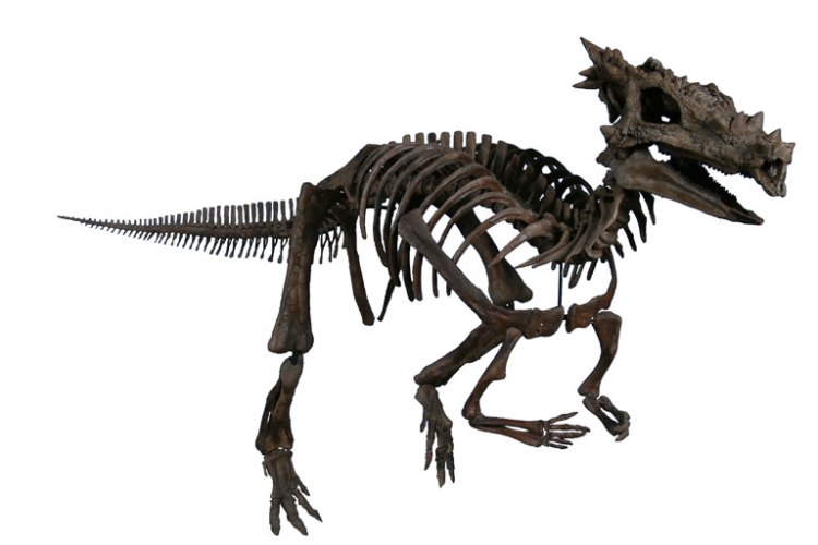 Dracorex skeletal reconstruction (Dracorex hogwartsia) is in the permanent collection of The Children’s Museum of Indianapolis.