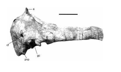 Scapulocoracoid of Viavenator exxoni gen. et sp. nov. MAU-Pv-LI-530. in lateral view. Scale bar: 10 cm