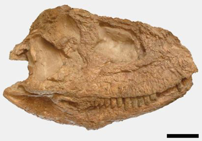 Skull of Skorpiovenator (MMCH-PV 48). (scales bar: 5 cm)